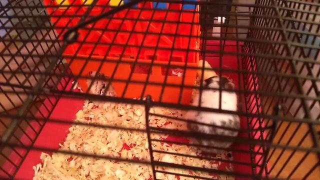 Забавный сирийский хомяк ! Взаимная подписка! Hamster and Treat!!! смотреть онлайн
