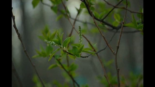 Мира и Благополучия Вашему дому
