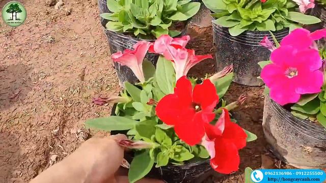 🌺 Hoa Dạ Yến Thảo Đứng Nhiều Màu Đẹp Mê Ly  🌺 Hồng Cây Cảnh