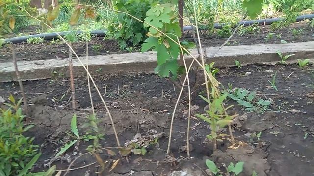 Гранат.Часть 2 смотреть онлайн