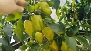 сортовой перец  СЛАДКИЙ ЗДОРОВЬЕ обзор