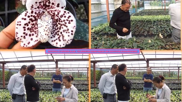 lanna nobile 1953-2020 FOR Rieul LEBRETON Orchidex TAY ORCHIDS FARM FOR I#NVENTION #gdp70per смотреть онлайн