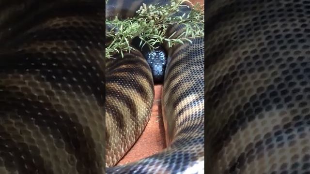 Black-Headed Python смотреть онлайн