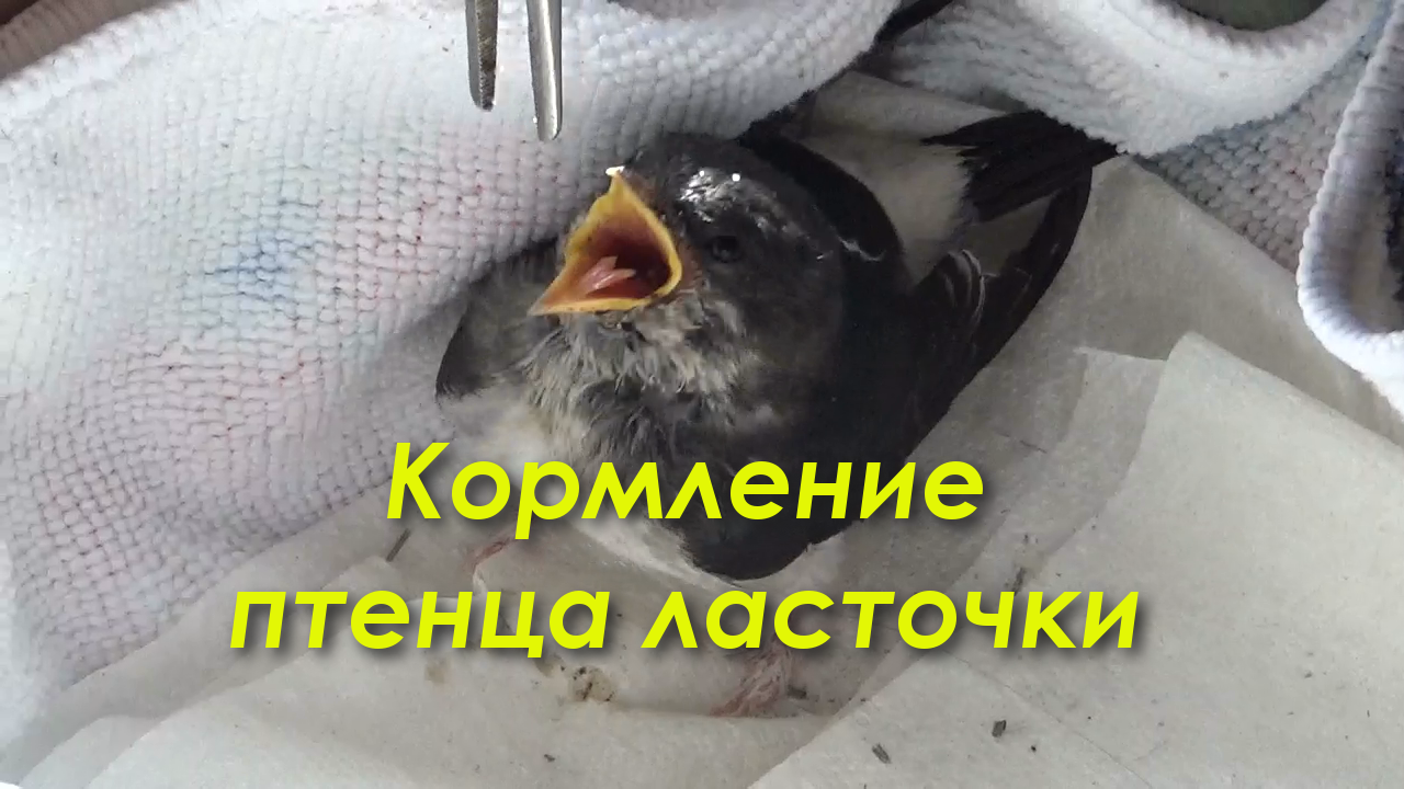 Забавный птенец ласточки. Чем кормить птенца ласточки в домашних условиях смотреть онлайн