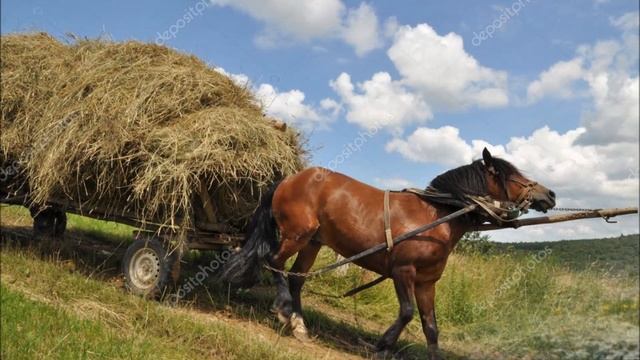 Курс видео уроков "Лошадь в сельском хозяйстве" Введение смотреть онлайн