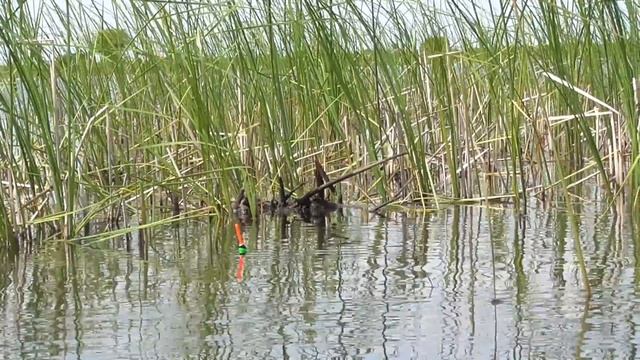 Рыбалка на Удочку весной. Ловля Карася на Красивом озере смотреть онлайн