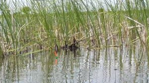 Рыбалка на Удочку весной. Ловля Карася на Красивом озере