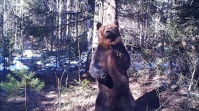 Медведь танцует и чешет свою спину смотреть онлайн