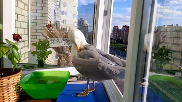 Скрытая камера | Что делает чайка смотреть онлайн