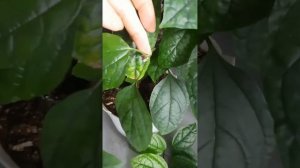 Как обрезать клеродендрум для цветения