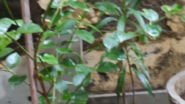 #92 || How to Grow & Care Jasmine // Chameli // Mogra Flower || #Indian_Vlogger_Jasmine_Lifestyle смотреть онлайн