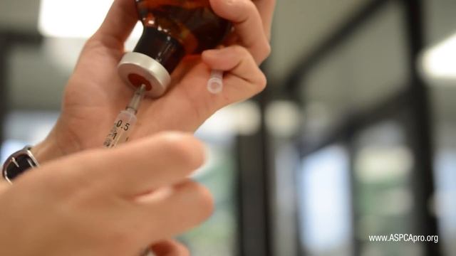 Spay/Neuter Patient Care: Patient Prep - Canine смотреть онлайн