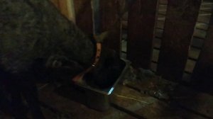 Дойка овечки ?