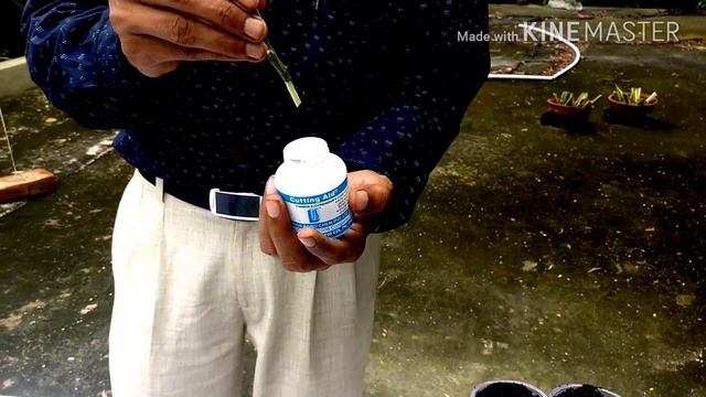 How to grow Cuttings of LIME / LEMON Tree with full updates смотреть онлайн