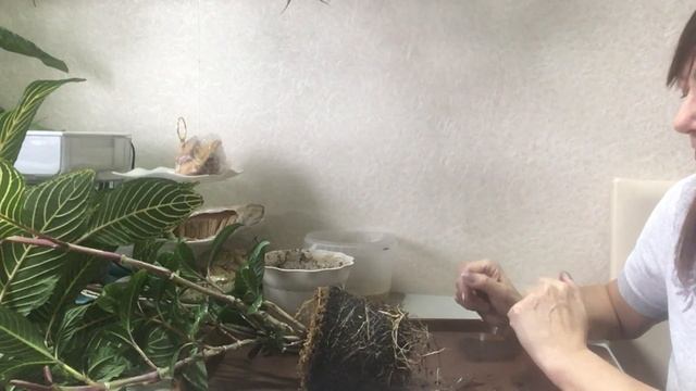 №1 Беспроблемный цветок в моей коллекции. смотреть онлайн