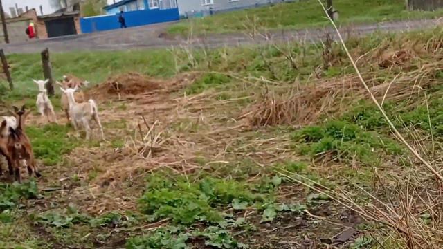 Пасем козлят. купили цемент. смотреть онлайн