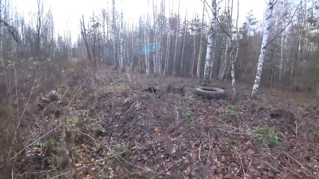 ЧУТЬ НЕ ПОПАЛСЯ В ЛАПЫ ДИКИХ ЗВЕРЕЙ ПОКА КОПАЛ ЭТО В ЛЕСУ смотреть онлайн