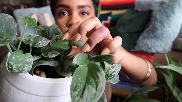 HOUSEPLANT CHAT| SCINDAPSUS PICTUS ARGYAEUS VS. SILVERY ANN