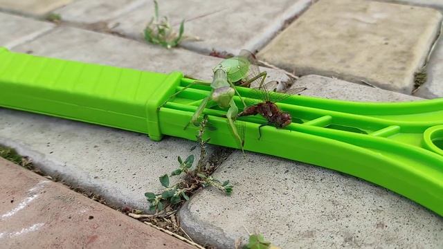 ШОК! БОГОМОЛ ПРОТИВ СТРЕКОЗЫ! / БОГОМОЛ КУШАЕТ СТРЕКОЗУ смотреть онлайн