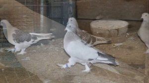 Турецкие голуби Такла особенности и описание породы | Разведение турецких голубей породы Такла