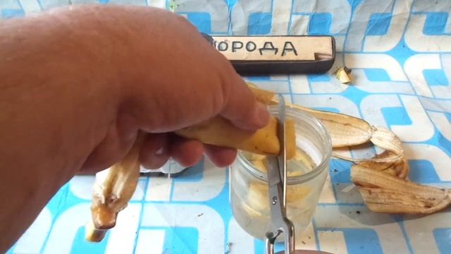 Как сделать Каливую подкормку томатам и перцу из кожурок Банан. смотреть онлайн