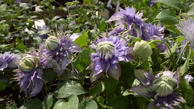 Clematis Diamantina™
