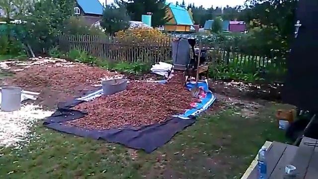 Кедровые Орехи.Переработка на культиваторе своими руками. Siberian cedar pine nuts processing смотреть онлайн