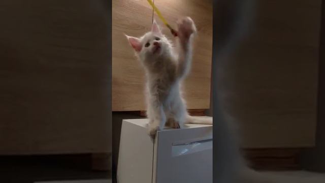 Felix White - голубоглазый Котофей(1) смотреть онлайн