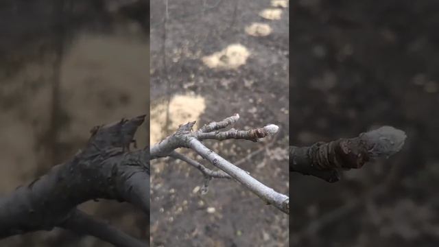 Как отличить Плодовую почку от Ростовой? смотреть онлайн