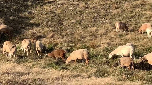 Катумские матки после отбивки ягнят. Май 2020 года. смотреть онлайн