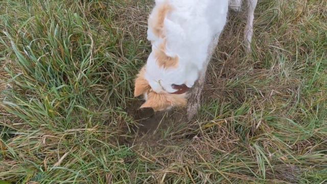 Autumn Days #9. Русская псовая борзая / Borzoi