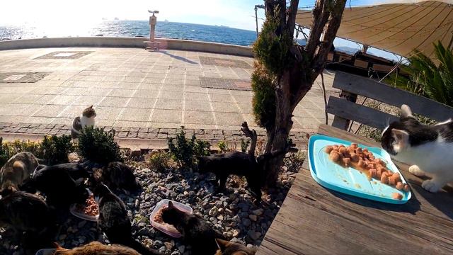 Hungry cats waiting for food from customers in front of a restaurant window. Part 2. Adorable Paws смотреть онлайн