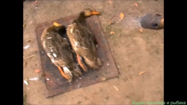 Как опалить дикую утку после охоты (Будни охотника и рыбака) смотреть онлайн