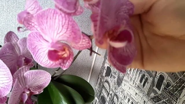 Phalaenopsis Anthura Bucharest