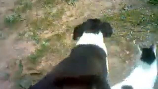 О ДОБРАТЕ ЧИТЫ ЗНАЮТ ЕЁ ДРУЗьЯ--КОТЫ И ДЕДУШКА смотреть онлайн