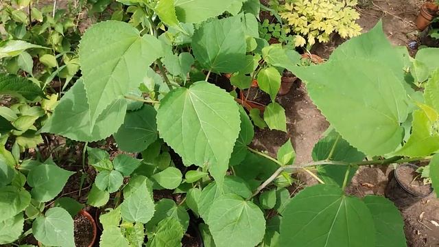 Травянистый гибискус из семян. Первые цветы смотреть онлайн