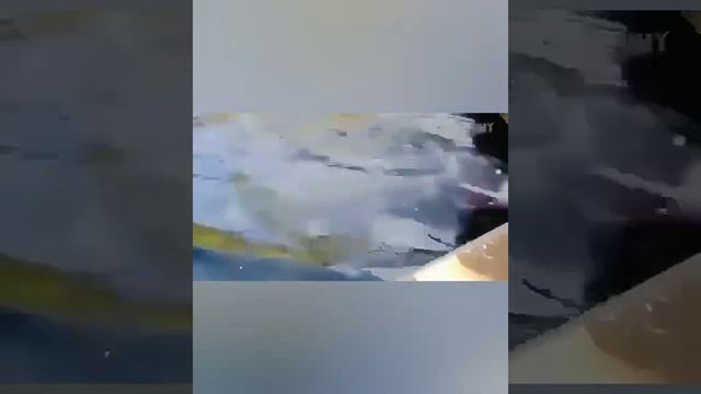 Прикольные животные