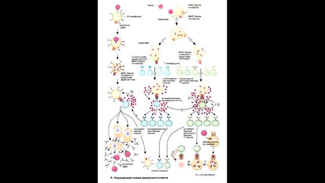 Антитела смотреть онлайн