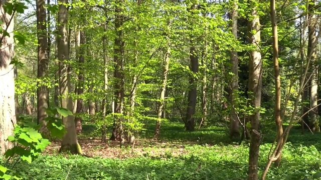 5 часов красивого пения соловья - Лучшие песни птиц - Пение соловья для отдыха, сна смотреть онлайн