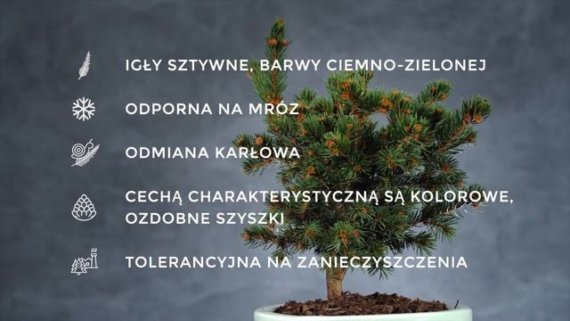 LUCKY STRIKE - świerk kłujący (Picea pungens 'Lucky Strike') - świerk z czerwonymi szyszkami смотреть онлайн