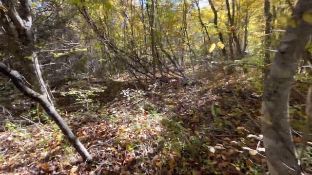 Грибное море!Видео с сегодняшнего стрима по опятам смотреть онлайн