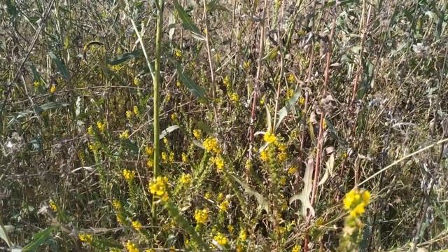 Не раскрывайте зонтик дома... приметы про зонт. Народные приметы и поверья смотреть онлайн