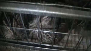 ПЕРЕПЕЛА НА БАЛКОНЕ, 3-й СЕЗОН, ОТЛИЧИЯ ОТ ПРЕДЫДУЩИХ.