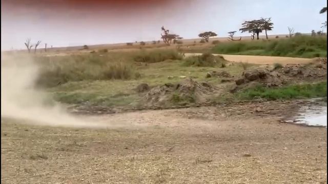 Lion fails to catch gazelle in epic safari footage смотреть онлайн