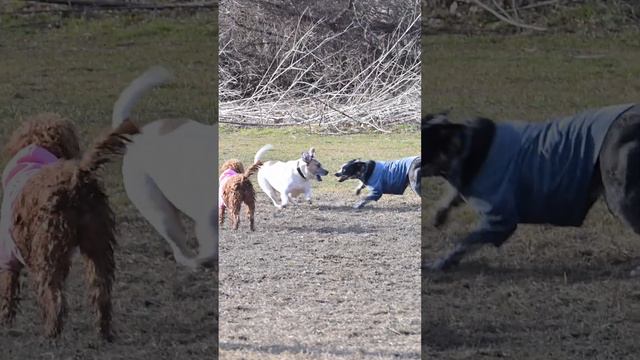 Jilly Recruits Pup To Help Get JJ Rescue Dog's Tail.