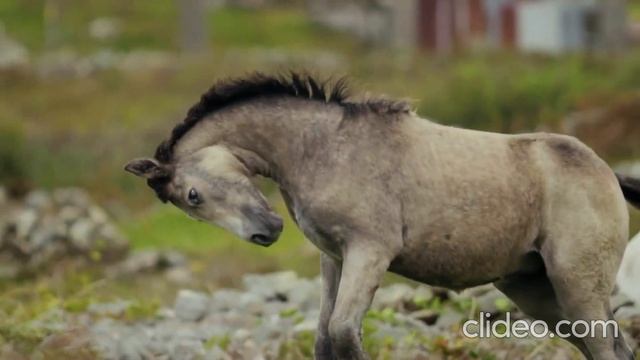 Эдвард Григ " Утро" смотреть онлайн