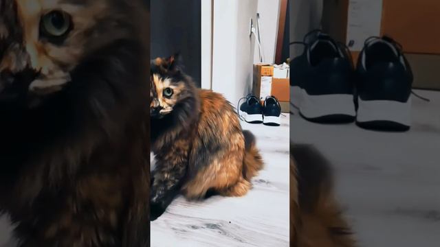 10💋Есть Всё ❤️MySad💓Подписывайся #кошки #sad #cat #subscribe смотреть онлайн