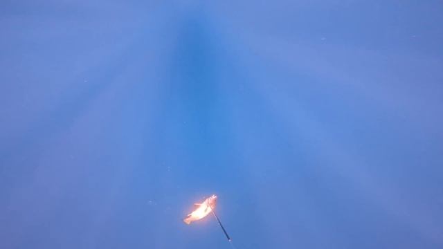HO TROVATO UNA TANA DI CORVINE - PESCA IN APNEA смотреть онлайн