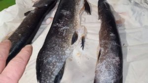 ЩУКА КОПЧЕНАЯ В БОЧКЕ.