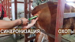 Подготовка коров к искусственному осеменению. КФХ Кирилловых